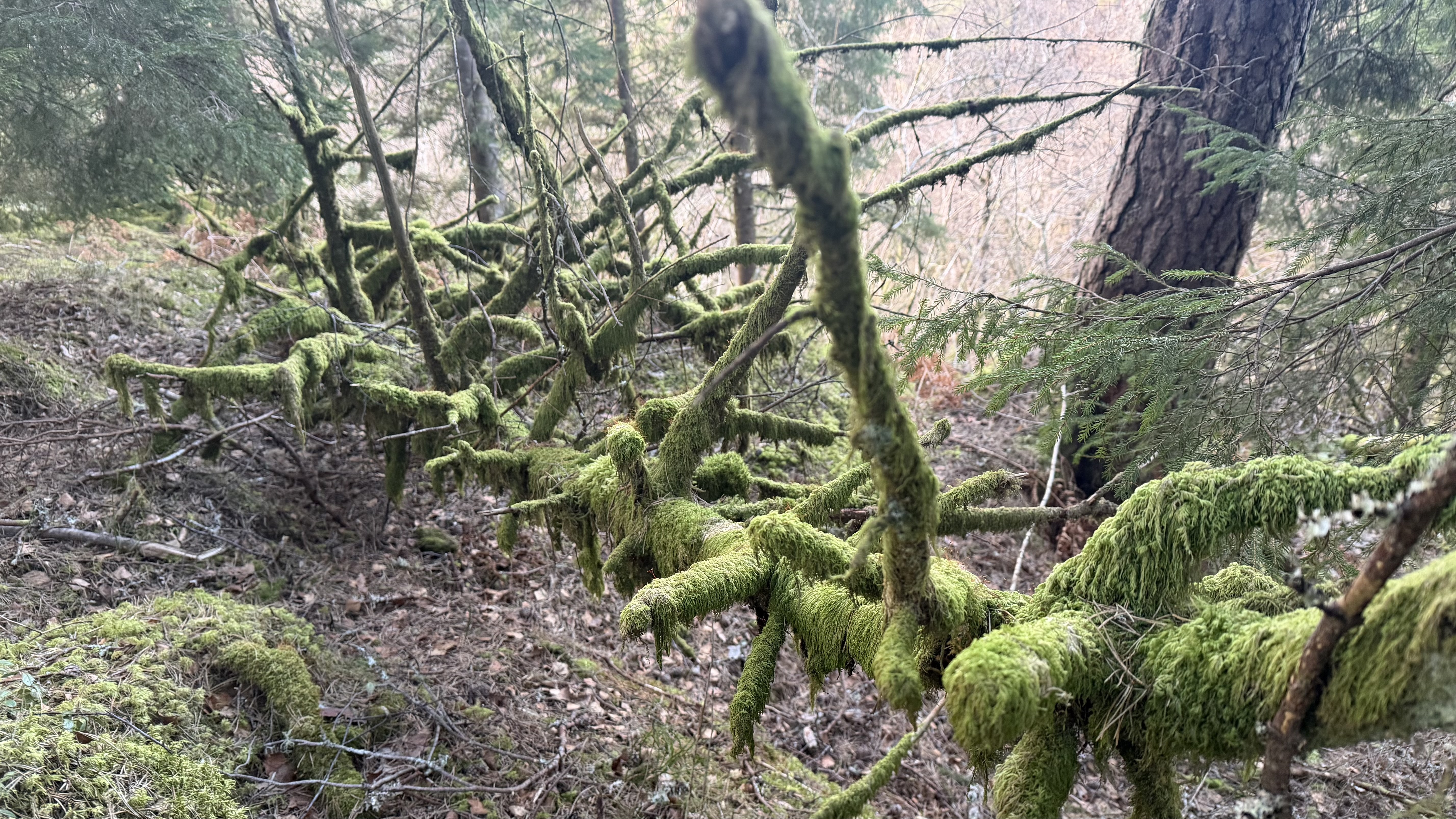 Terminal Trick: mex - multiple executions