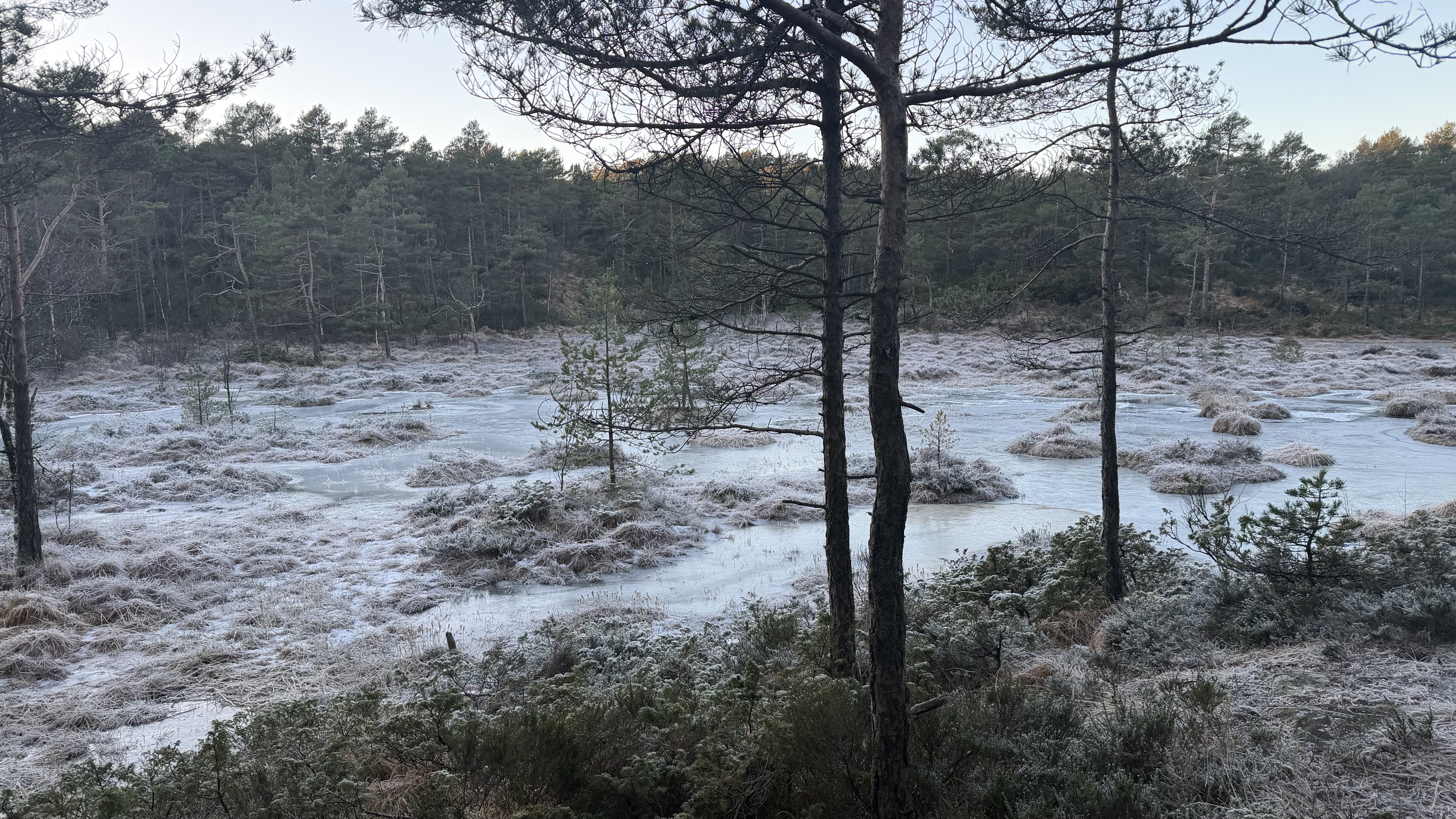 PostgreSQL: Count Rows in All Tables in Schema